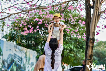 Cây phong linh hồng ở Hà Nội đẹp lạ, hút trăm khách đến check-in dịp giỗ Tổ