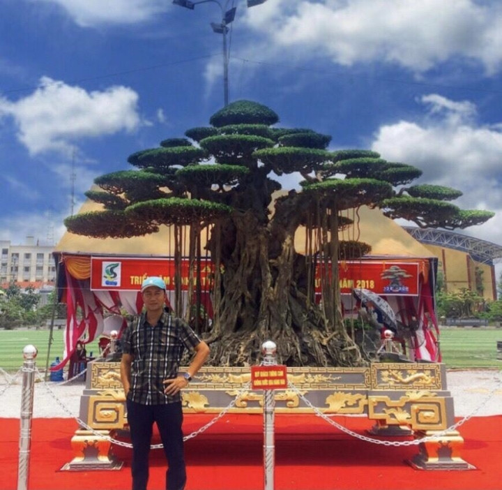 Cây sanh 'Đại thế vân tùng' với chậu dát vàng, giá 20 tỷ của nghệ nhân Nam Định - 2