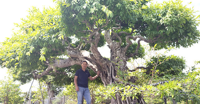Cây sộp trăm tuổi ở Sa Đéc đạt kỷ lục Châu Á