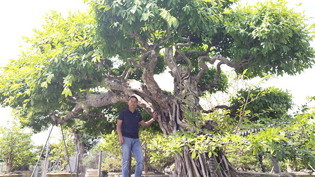 Cây cảnh khổng lồ độc nhất vô nhị do ông nông dân Đồng Tháp trồng vừa đạt Kỷ lục châu Á là loài cây gì? - Ảnh 1.