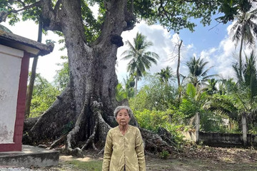 Centuries-old ancient trees survive in Mekong Delta