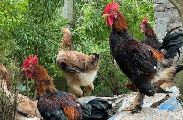 Chăn nuôi gà Tò theo hướng VietGAHP: Thúc đẩy xây dựng vùng an toàn dịch bệnh