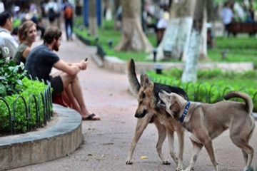 Chó nhà tôi không cắn đâu - câu nói vô trách nhiệm nhất