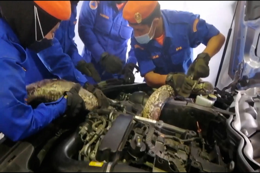 Chủ xe hốt hoảng khi phát hiện con trăn không lồ nằm bên trong khoang động cơ