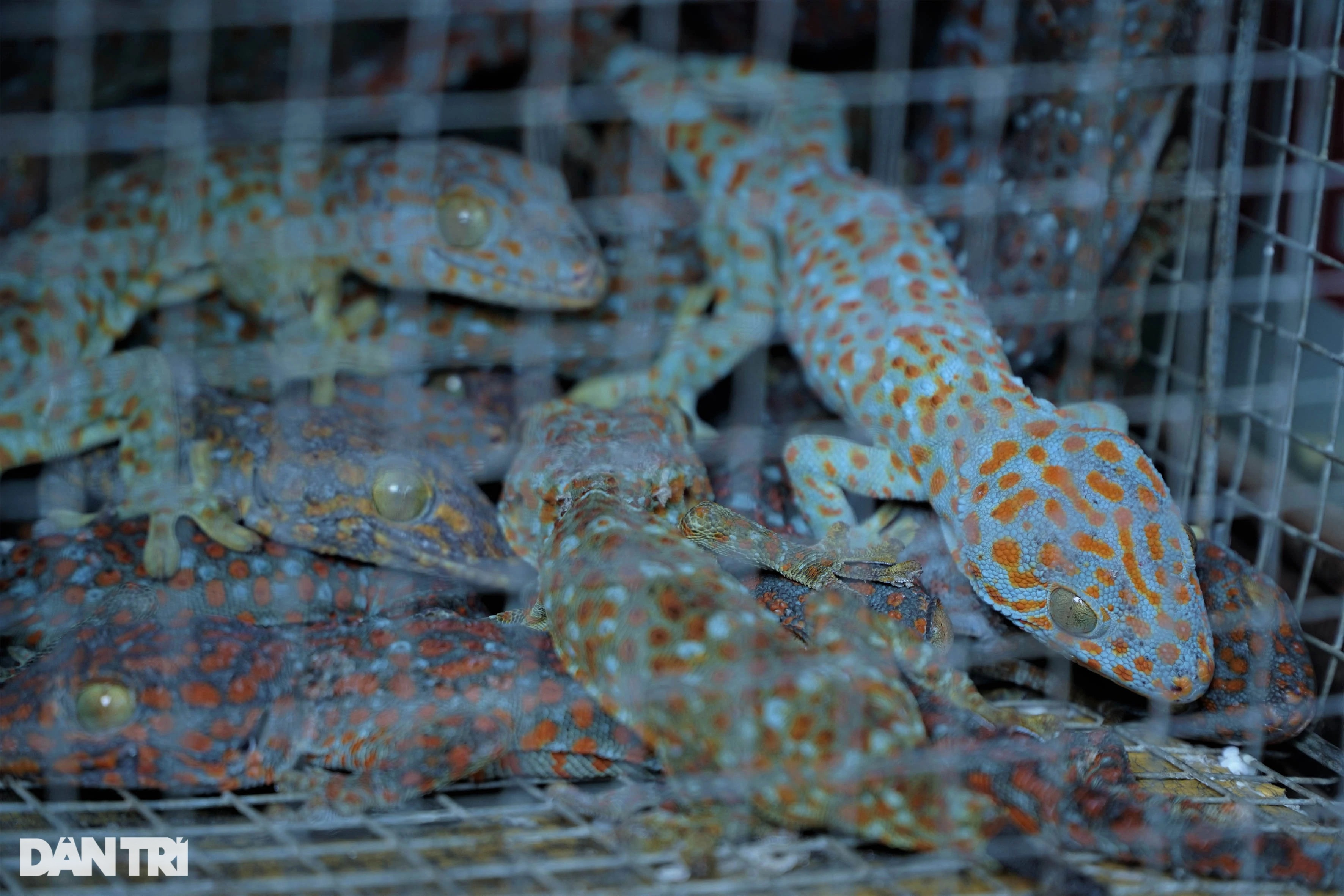 Chuyện những tiểu thương ở phiên chợ kỳ lạ, bán thứ ai nhìn cũng rùng mình - 6