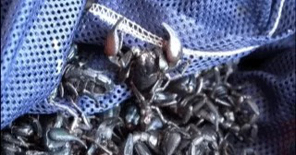 Chuyện những tiểu thương ở phiên chợ kỳ lạ, bán thứ ai nhìn cũng rùng mình