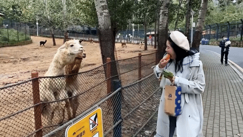 Cố cắn đôi củ cà rốt, cô gái bị lạc đà cừu ‘mắng vào mặt’