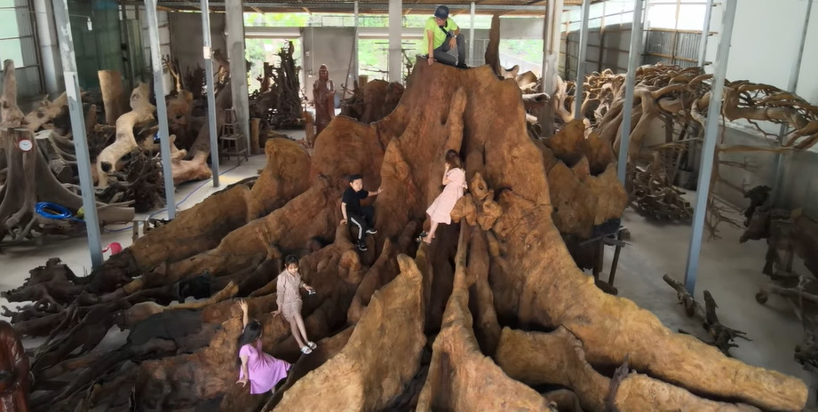 Người đàn ông mua cây khô hơn 700 năm tuổi giá 35 triệu, bấng lên khách trả 35 tỷ chưa bán - Ảnh 1.