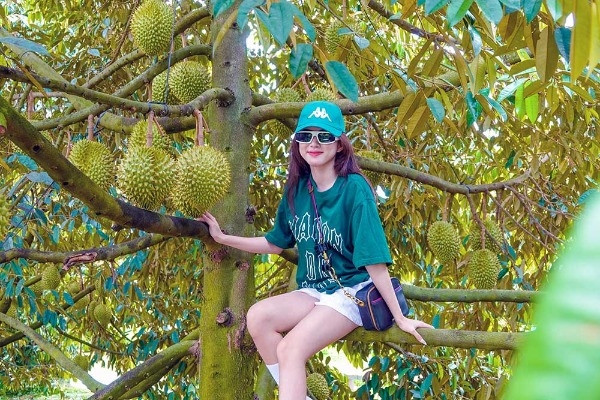 Cô gái Cần Thơ kiếm nửa tỷ mỗi năm nhờ vườn sầu riêng siêu trái