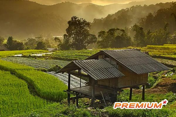 Cơ hội bất ngờ từ đại dịch, du lịch nông nghiệp lên ngôi