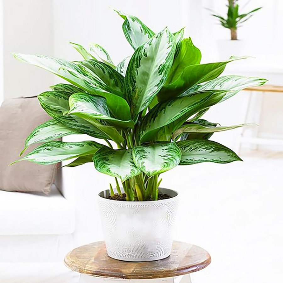 cay-bach-hoang-tu-co-chua-doc-to-nhe