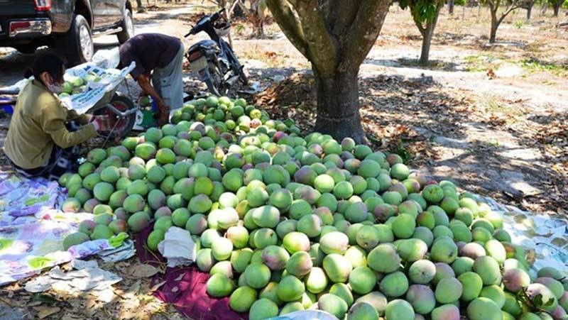 Cơn đau mỗi năm lại đến, ác mộng chặt - trồng chưa lời giải