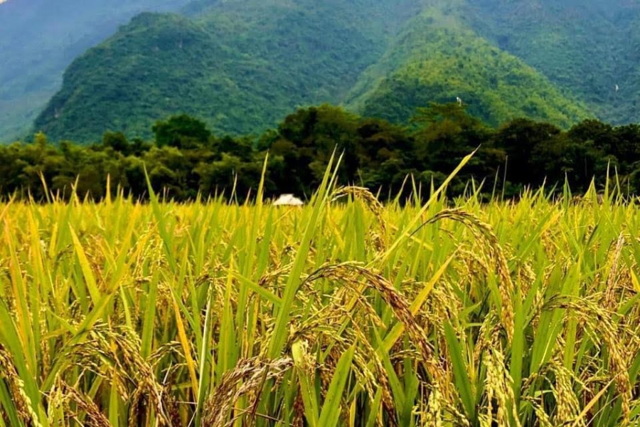 Cú hích giúp các địa phương, DN xuất khẩu gạo giải quyết nút thắt thiếu lao động