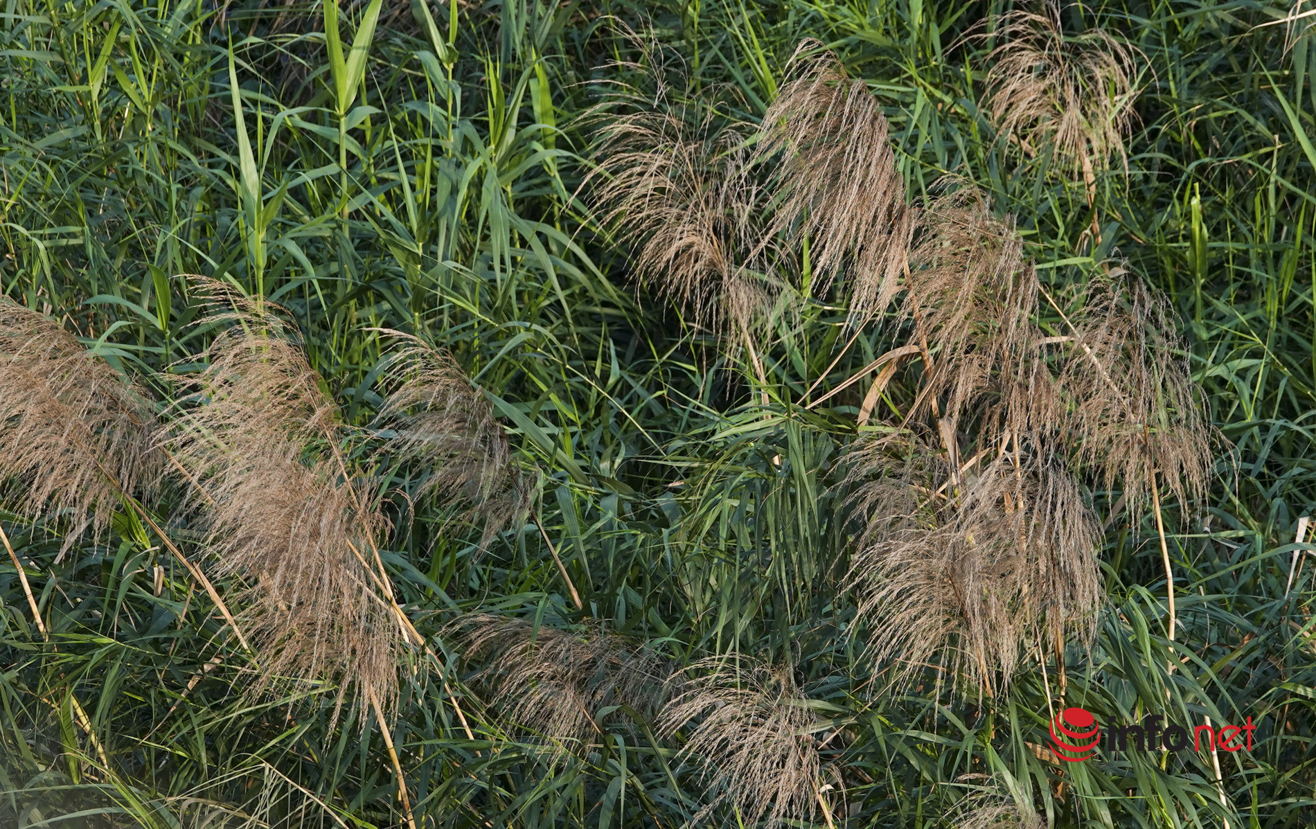 Hà Nội: Toàn cảnh bãi giữa sông Hồng nên thơ được đề xuất cải tạo thành công viên văn hóa