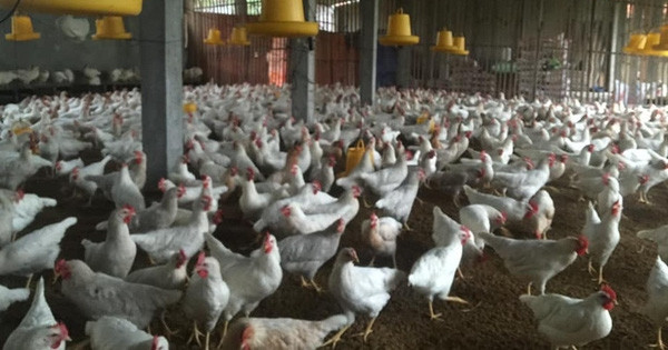 Củng cố nhân lực để kiểm soát tốt dịch bệnh gia cầm