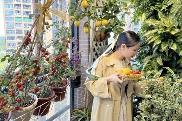 Dân đô thị Trung Quốc rộ mốt trồng rau ở ban công