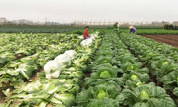ĐBSH vào vụ thu hoạch: Bộ Nông nghiệp kết nối, mở đường tiêu thụ 2 triệu tấn nông sản