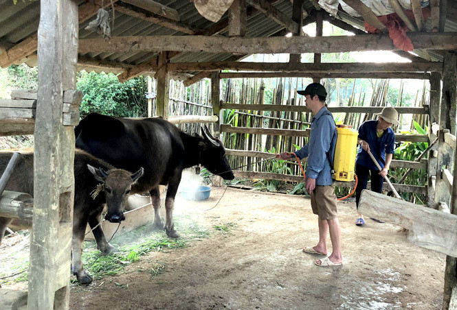 Dịch bệnh diễn biến xấu, Tây Ninh triển khai nhiều biện pháp bảo vệ đàn gia súc