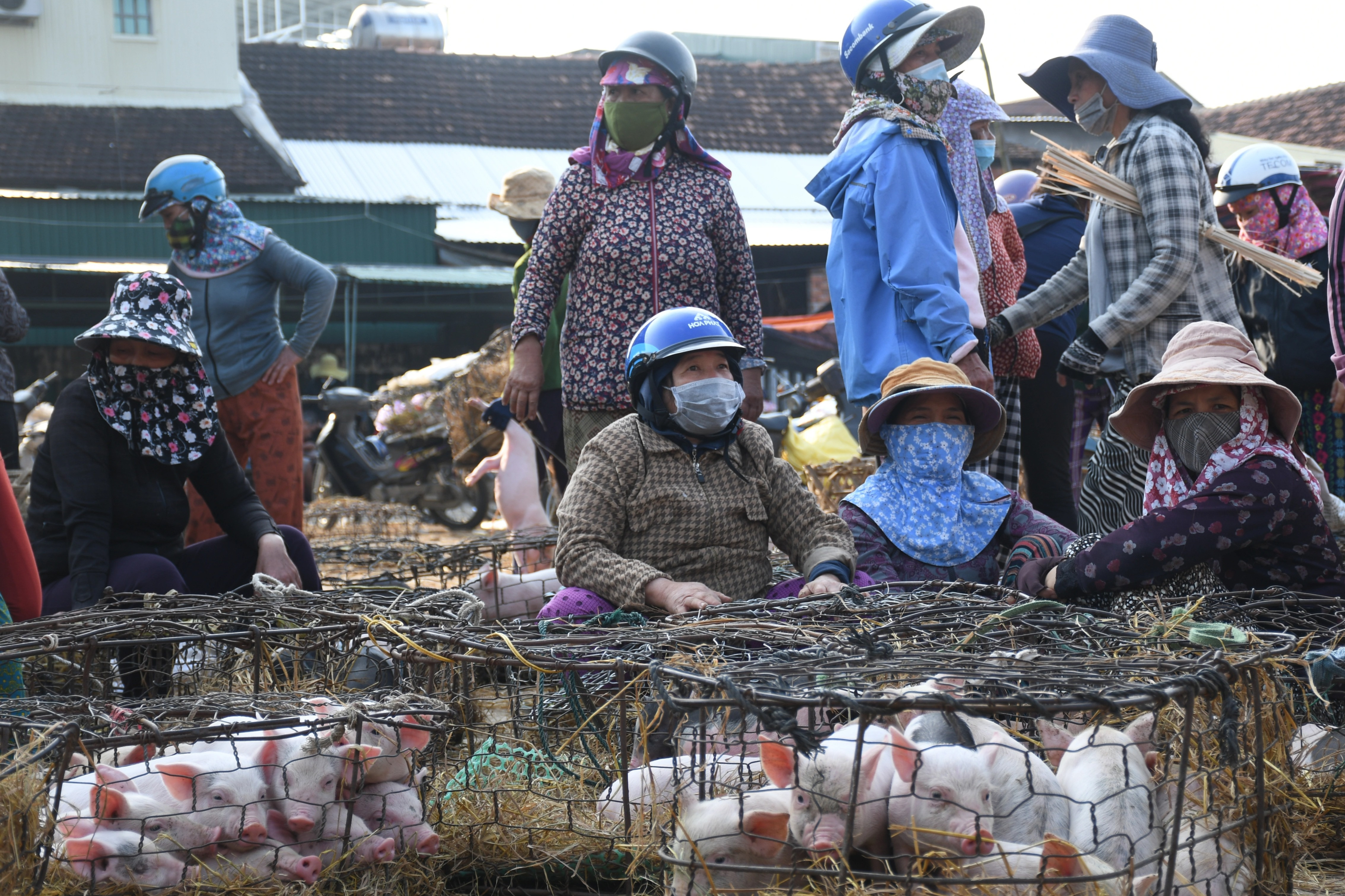 Độc đáo nghề... bồng heo thuê - 3