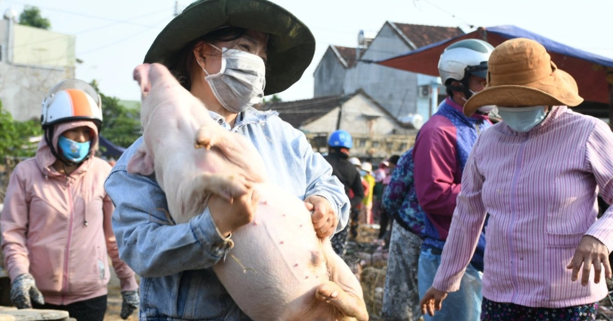 Độc đáo nghề... bồng heo thuê