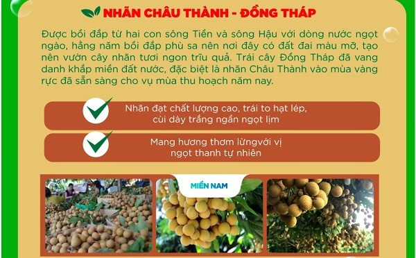 Đồng Tháp: Nhãn Châu Thành lên sàn thương mại điện tử