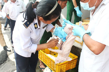 Đồng Tháp tăng cường kiểm soát dịch bệnh gia súc khu vực đường mòn, lối mở