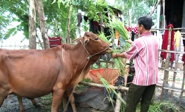 Đồng Tháp triển khai đồng bộ các giải pháp phòng chống dịch bệnh gia súc