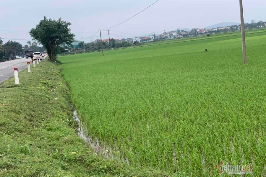 Dừng đấu giá 9 lô đất có giá khởi điểm gấp 120 lần đền bù ở Hà Tĩnh