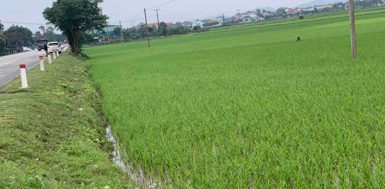 Stop auctioning 9 land lots with starting price 120 times higher than compensation in Ha Tinh