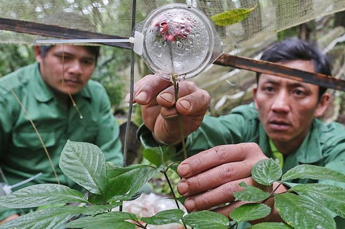 Ngoc Linh ginseng is grown in Kon Tum province.