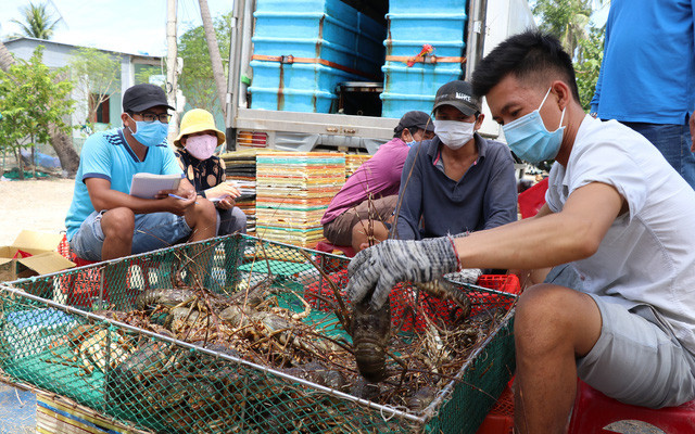 Lobster prices are deeply discounted - Photo 1.