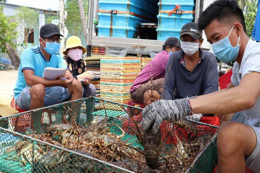 Tôm hùm giảm giá sâu