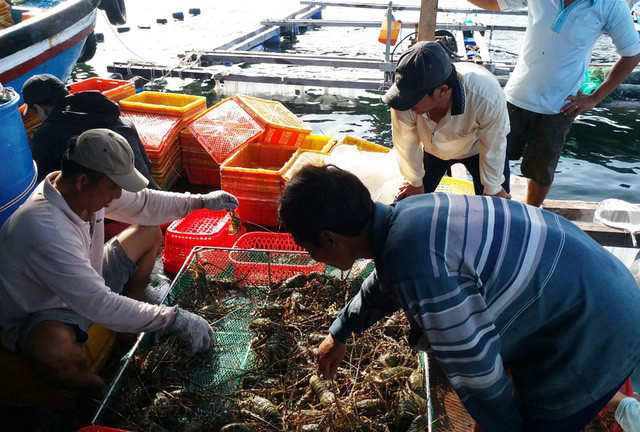 Lobster prices are deeply discounted - Photo 2.