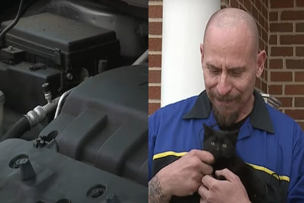 Giải cứu chú mèo con sau nhiều tiếng bị hun nóng dưới động cơ ô tô