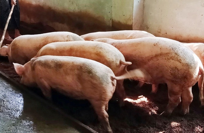 Giải pháp chăn nuôi lợn siêu thịt an toàn dịch bệnh ở Gia Lai