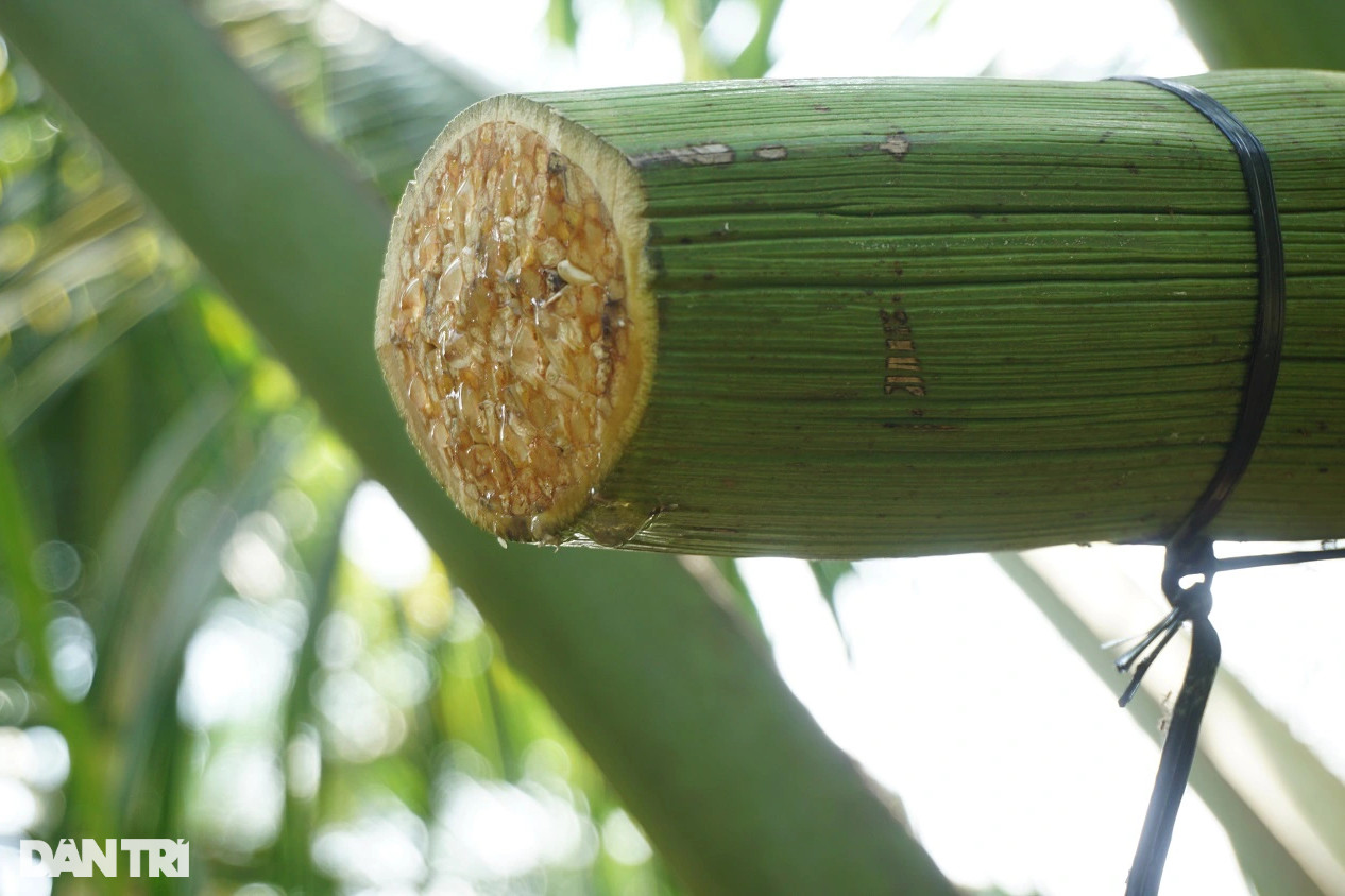 Giảng viên nghỉ việc về trồng dừa lấy mật, mỗi năm thu hơn 10 tỷ đồng - 2