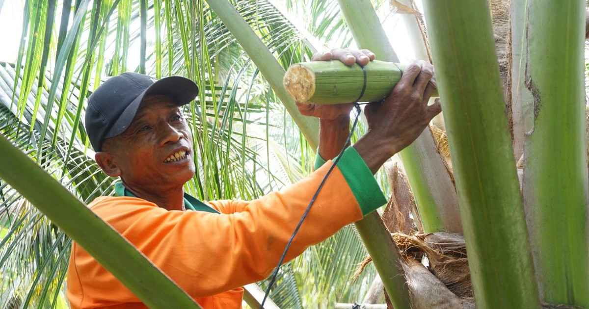The lecturer quits his job to grow coconuts for honey, earning more than 10 billion VND each year