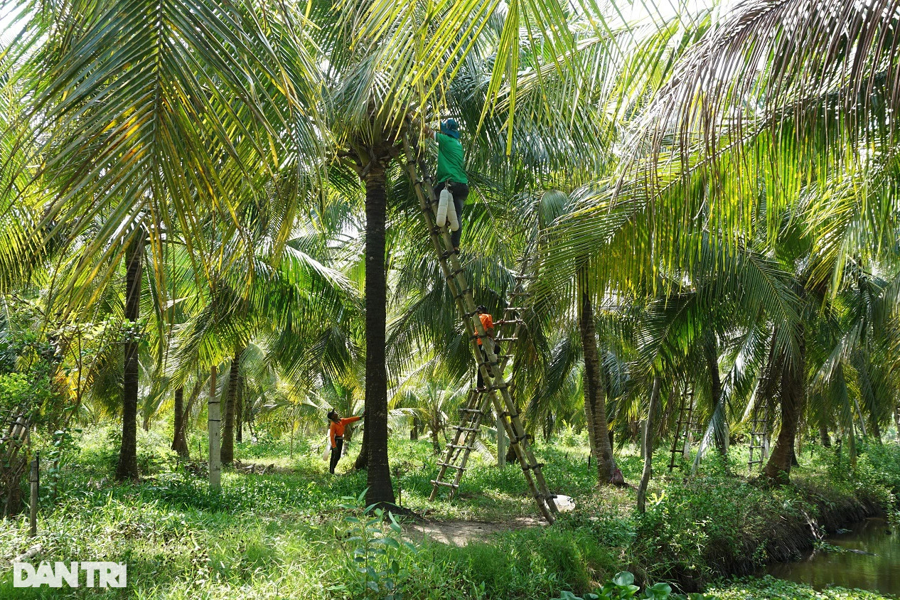 Giảng viên nghỉ việc về trồng dừa lấy mật, mỗi năm thu hơn 10 tỷ đồng - 1