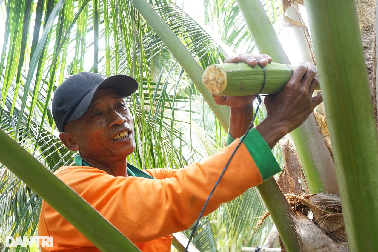 Giảng viên nghỉ việc về trồng dừa lấy mật, mỗi năm thu hơn 10 tỷ đồng - 3