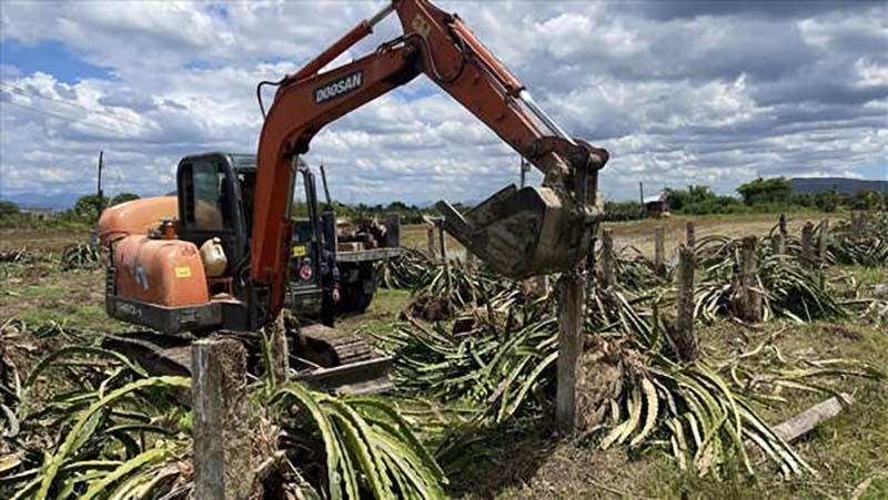 Growing and chopping down crops: nightmare for farmers