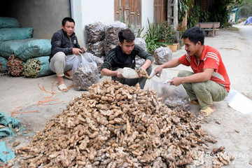 Gừng Kỳ Sơn thêm ‘cay’ và ‘nóng’