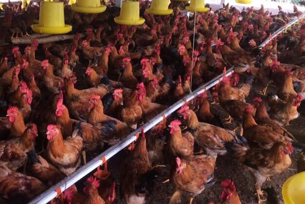 Hà Nội cảnh giác cao với ổ dịch cúm gia cầm A/H5N8