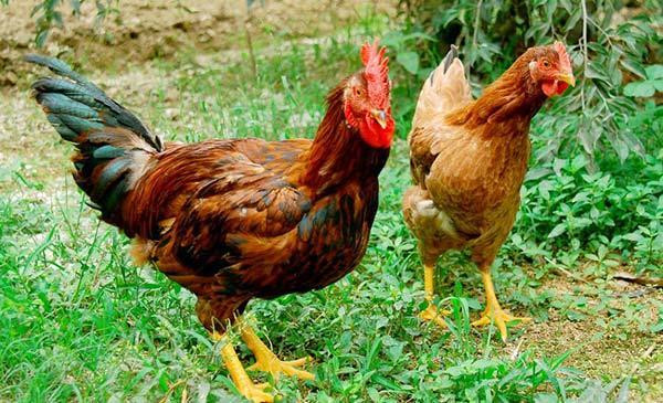 Hà Nội đặt mục tiêu tiêm vắc xin cúm gia cầm đạt 80% tổng đàn