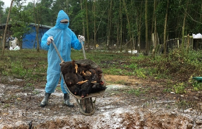 Hà Nội: Tiêm phòng cúm cho toàn bộ đàn gia cầm sinh sản