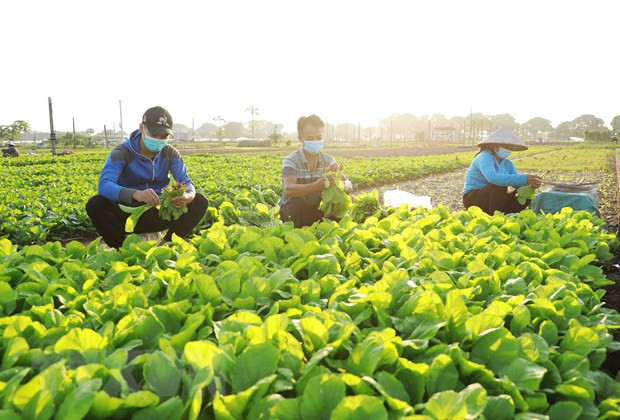 Hà Nội xây dựng các vùng chuyên canh hàng hóa gắn với cấp và quản lý mã số