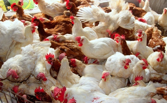 Hải Hậu tăng cường công tác quản lý dịch bệnh cúm gia cầm