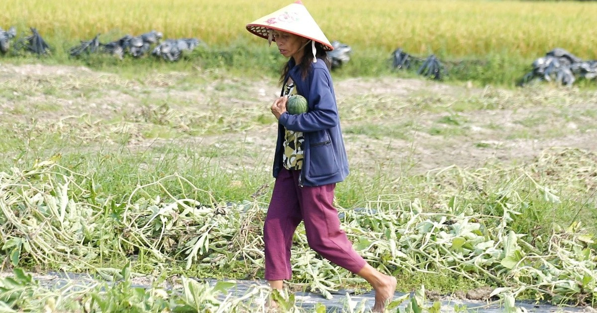 Hàng trăm ha dưa hấu chết héo, nông dân lâm cảnh trắng tay