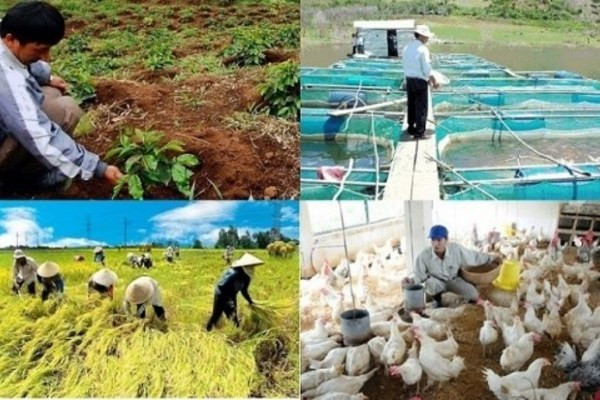 Hình thành các liên hiệp HTX để cải thiện cuộc sống của hộ cá thể và nông dân
