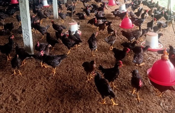 Hòa Bình phòng ngừa dịch bệnh cho gia cầm khi thời tiết chuyển lạnh