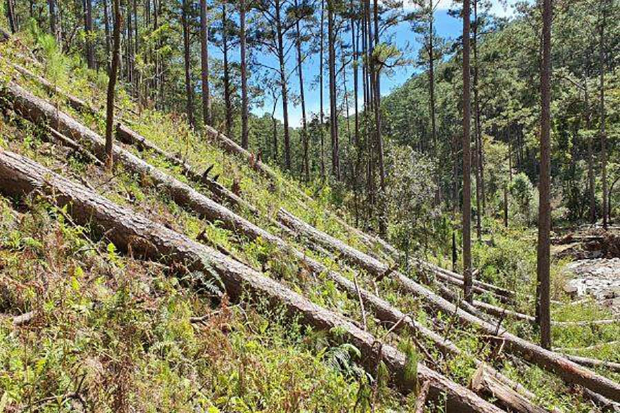 More than 200 hectares of forests were destroyed, Lam Dong revoked hundreds of projects